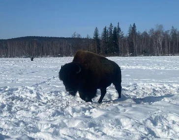 Питомник лесных Бизонов