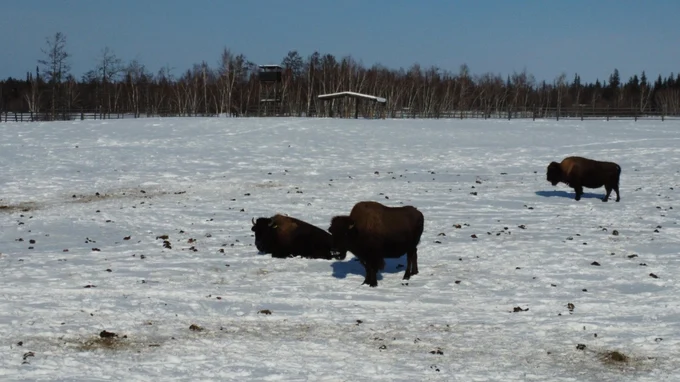 2 день: Ленские столбы и лесные бизоны