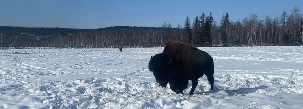 2 день: Сила природы и вкус приключений