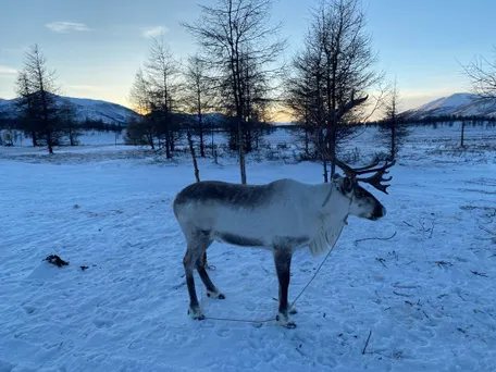4 день: Стойбище северных оленей
