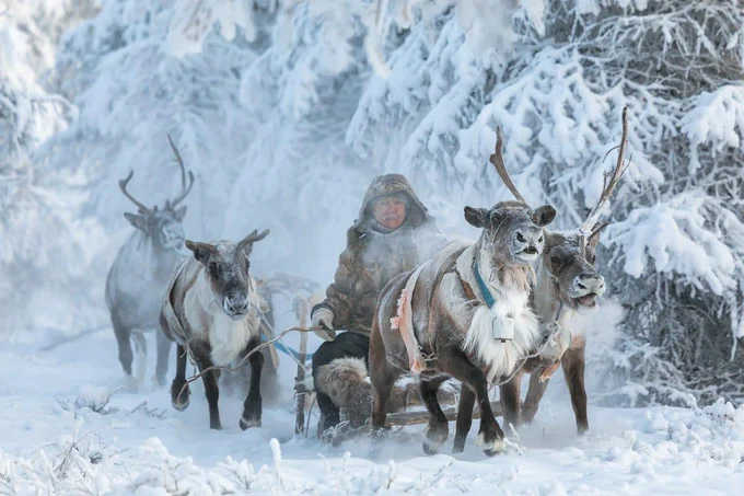 4 день: Стойбище северных оленей