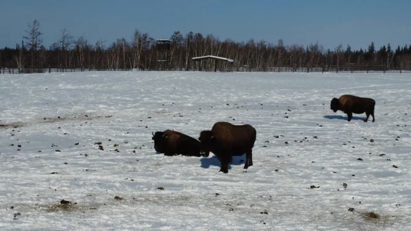 2 день: Ленские столбы и лесные бизоны