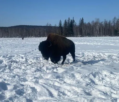 2 день: Ленские столбы и лесные бизоны