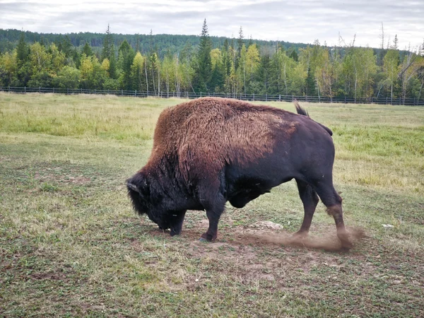 7 день. Древние бизоны, Арка Желаний и  Ленские столбы