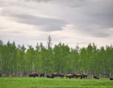 Тукуланы и Бизонарий