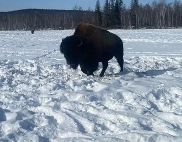 Питомник лесных Бизонов