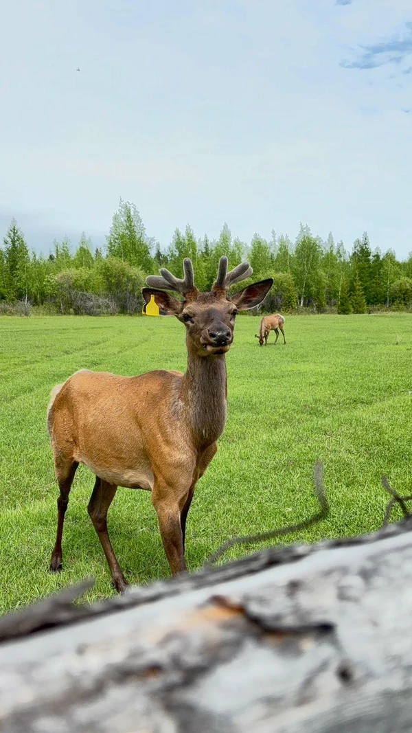 7 день. Древние бизоны, Арка Желаний и  Ленские столбы