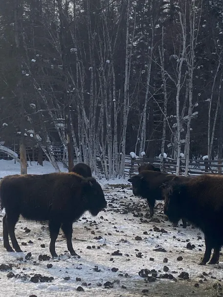 Питомник лесных Бизонов и Ленские столбы
2 день: 