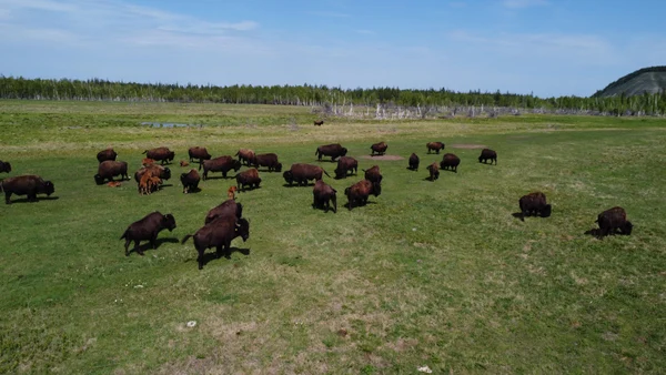 7 день. Древние бизоны, Арка Желаний и  Ленские столбы