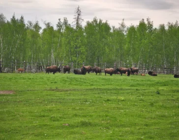 Тукуланы и Бизонарий