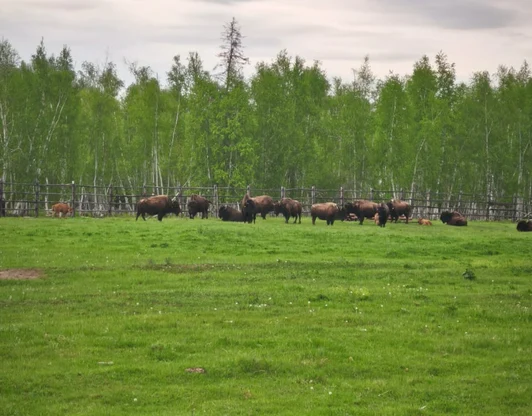 Тукуланы и Бизонарий