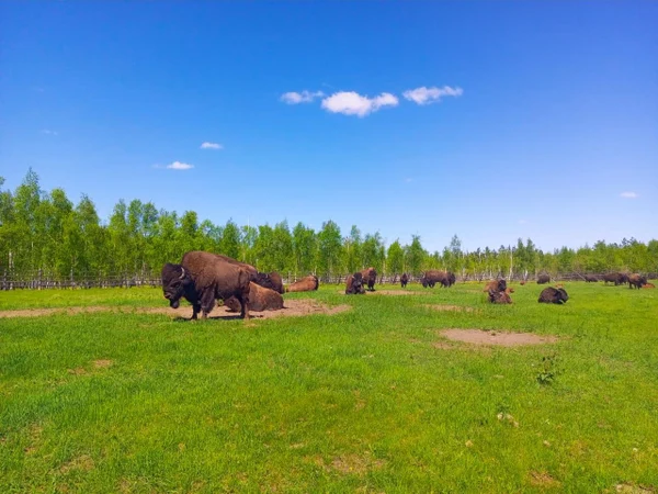 7 день. Древние бизоны, Арка Желаний и  Ленские столбы