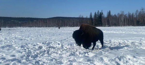 4 день: 11.03.2026 г.