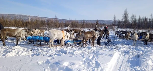 4 день: Стойбище северных оленей